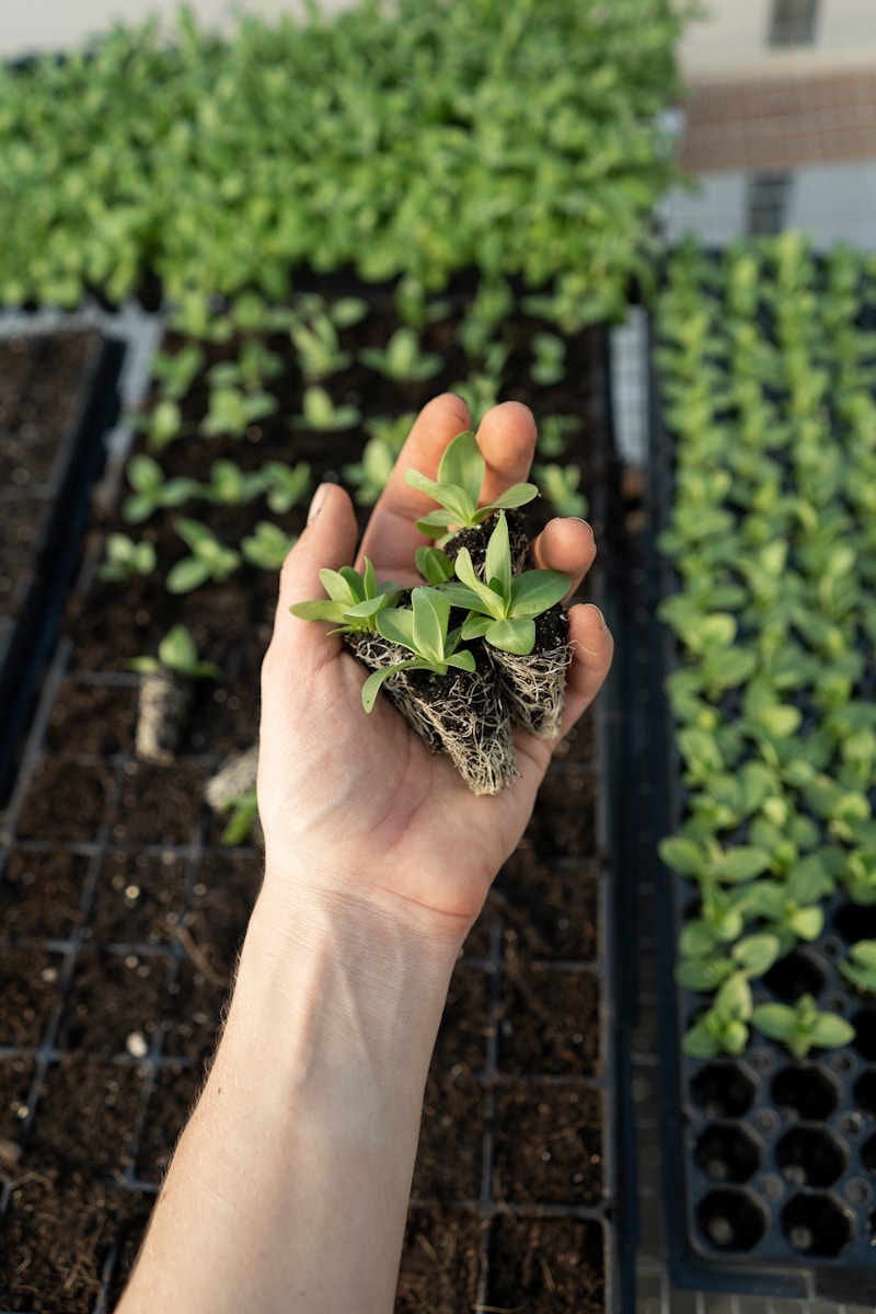 庭に最適な植物：日陰に強い植物と日当たりの良い植物
